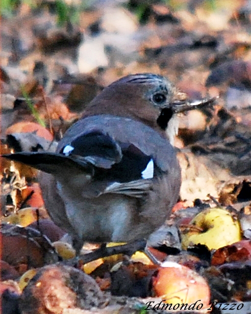 Ghiandaia menomata